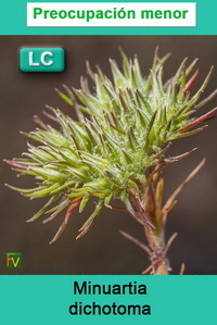 Minuartia dichotoma