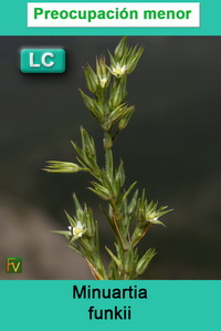 Minuartia funkii