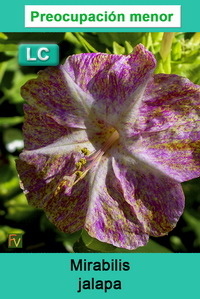 Mirabilis jalapa