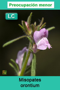 Misopates orontium