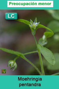 Moehringia pentandra