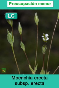 Moenchia erecta erecta