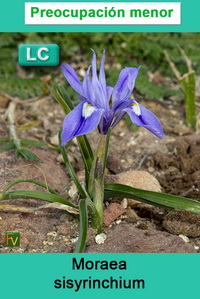 Moraea sisyrinchium