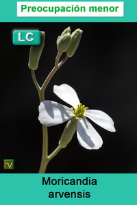 Moricandia arvensis