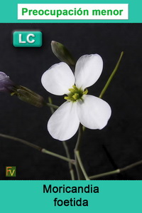 Moricandia foetida
