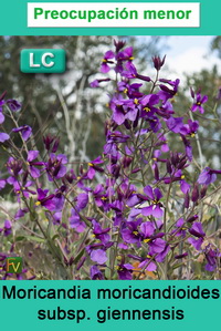 Moricandia moricandioides giennensis