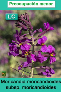 Moricandia moricandioides moricandioides