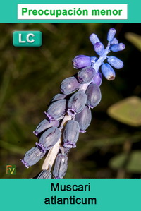 Muscari atlanticum