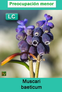 Muscari baeticum