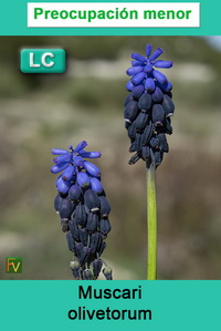 Muscari olivetorum