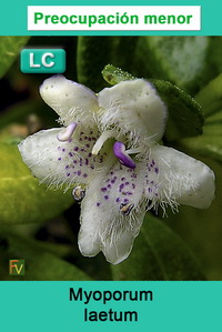 Myoporum laetum