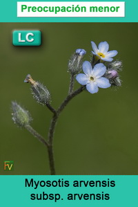 Myosotis arvensis arvensis