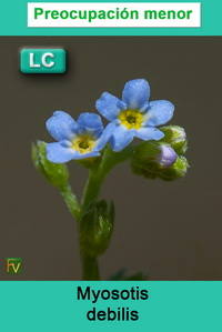 Myosotis debilis