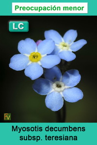 Myosotis decumbens teresiana