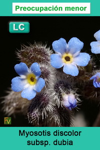 Myosotis discolor dubia