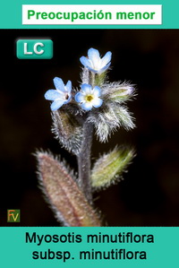 Myosotis minutiflora minutiflora