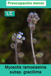 Myosotis ramosissima gracillima