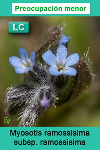 Myosotis ramossisima ramossisima