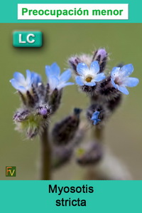 Myosotis stricta