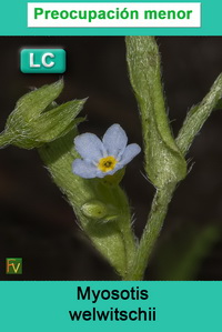 Myosotis welwitschii