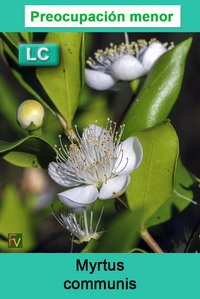 Myrtus communis