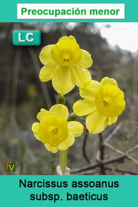 Narcissus assoanus baeticus