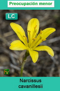 Narcissus cavanillesii