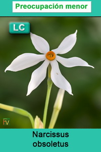 Narcissus obsoletus