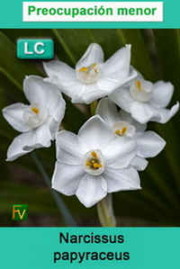 Narcissus papyraceus