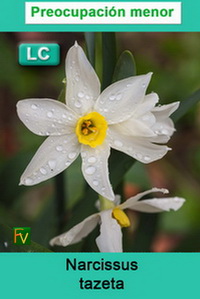 Narcissus tazeta