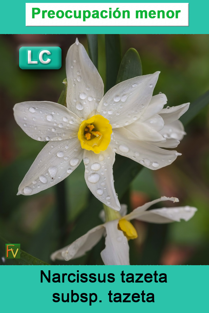 Narcissus tazeta tazeta