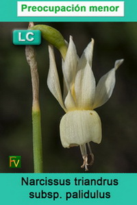 Narcissus triandrus palidulus