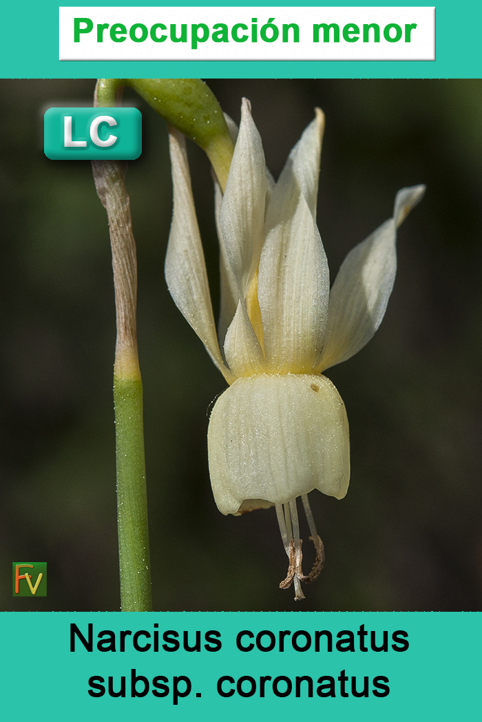 Narcisus coronatus coronatus