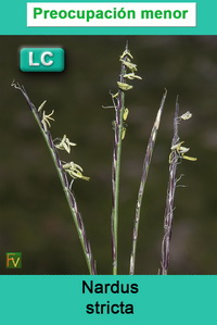 Nardus stricta