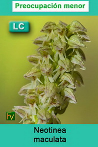 Neotinea maculata