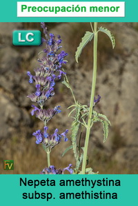 Nepeta amethystina amethistina