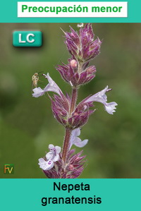 Nepeta granatensis