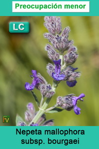 Nepeta mallophora bourgaei
