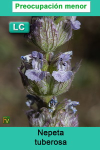 Nepeta tuberosa