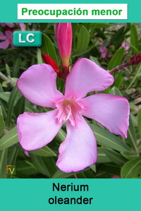 Nerium oleander