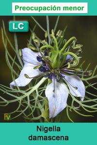 Nigella damascena