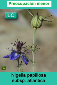 Nigella papillosa atlantica