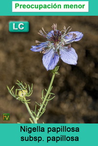 Nigella papillosa papillosa