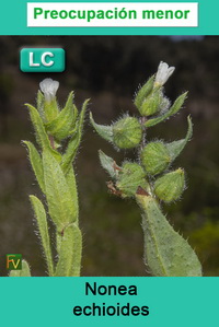 Nonea echioides