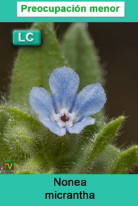 Nonea micrantha