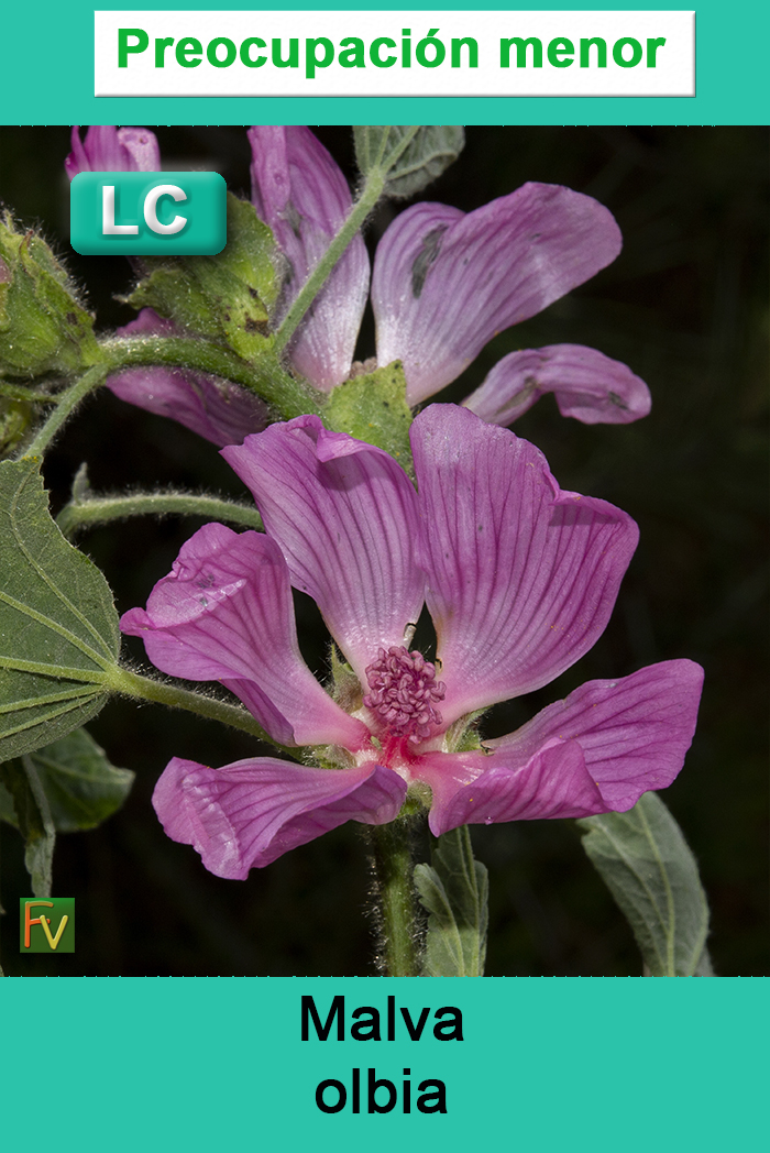 Malva olbia