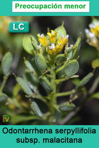 Odontarrhena serpyllifolia malacitana