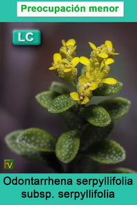 Odontarrhena serpyllifolia serpyllifoia