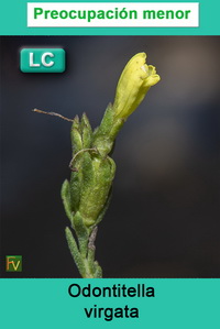 Odontitella virgata