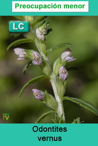 Odontites vernus